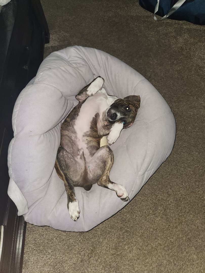 Mouse King, a Adoptable mixed breed in Sarasota, FL image 2/6