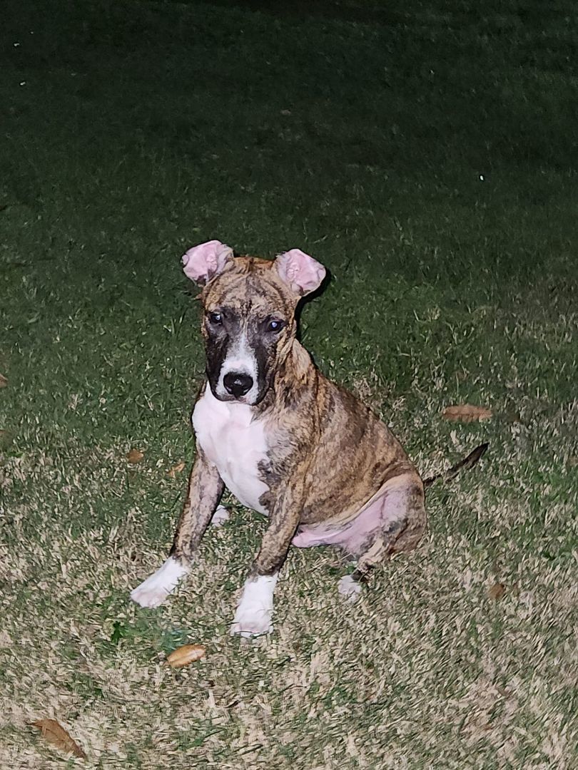 Mouse King, a Adoptable mixed breed in Sarasota, FL image 3/6