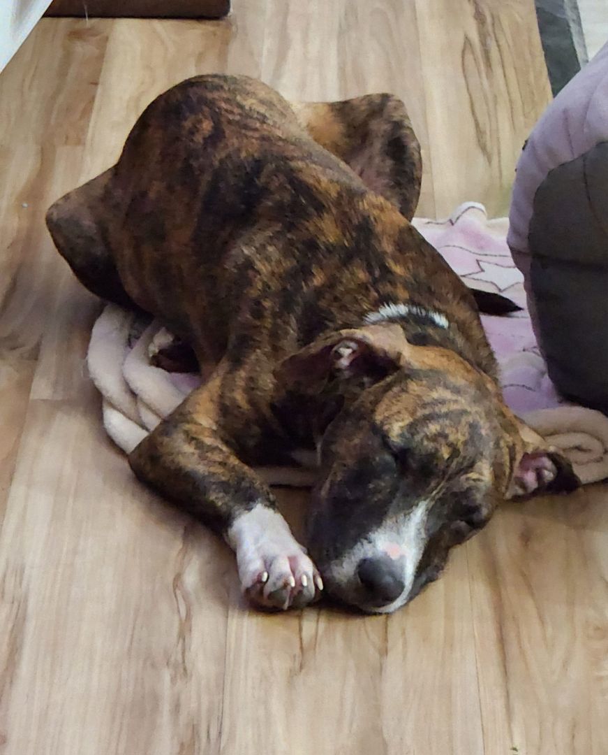 Mouse King, a Adoptable mixed breed in Sarasota, FL image 4/6