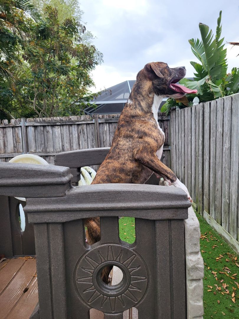 Mouse King, a Adoptable mixed breed in Sarasota, FL image 5/6