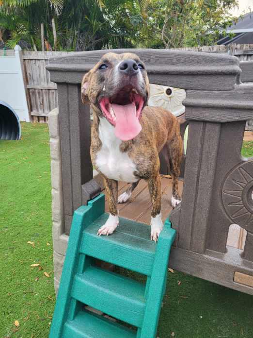 Mouse King, a Adoptable mixed breed in Sarasota, FL image 1/6