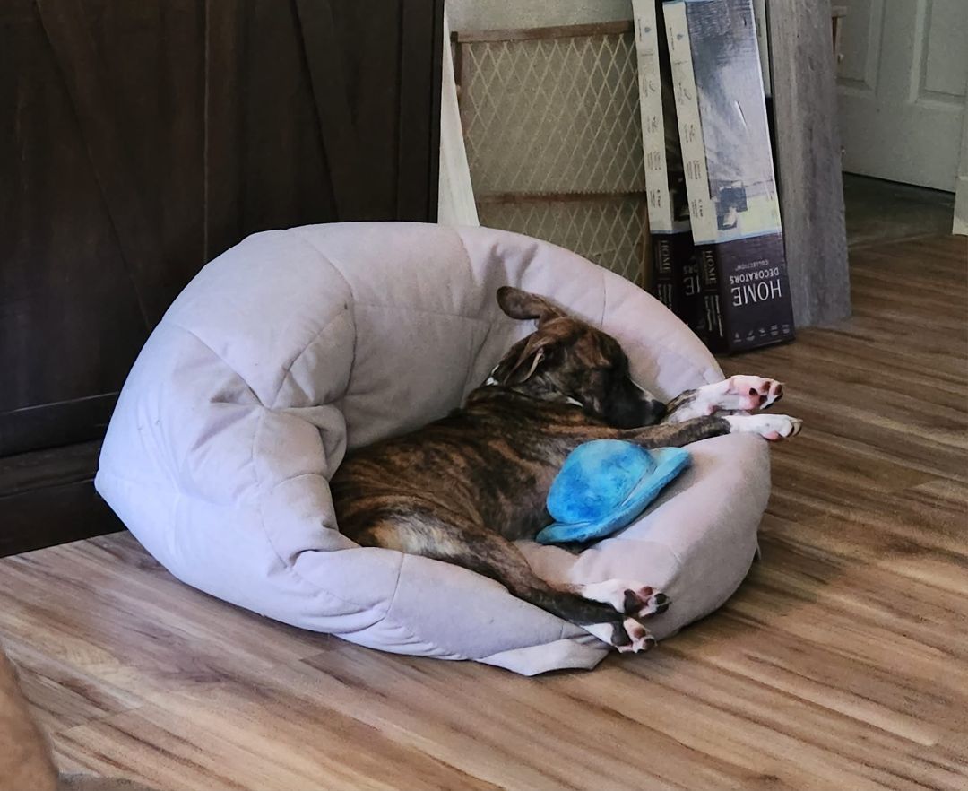 Mouse King, a Adoptable mixed breed in Sarasota, FL image 6/6