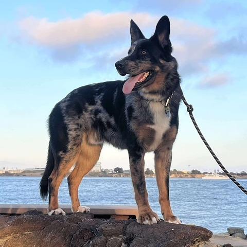 Guapo, a Adoptable mixed breed in San Diego, CA image 3/5