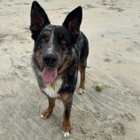 Guapo, a Adoptable mixed breed in San Diego, CA image 5/5