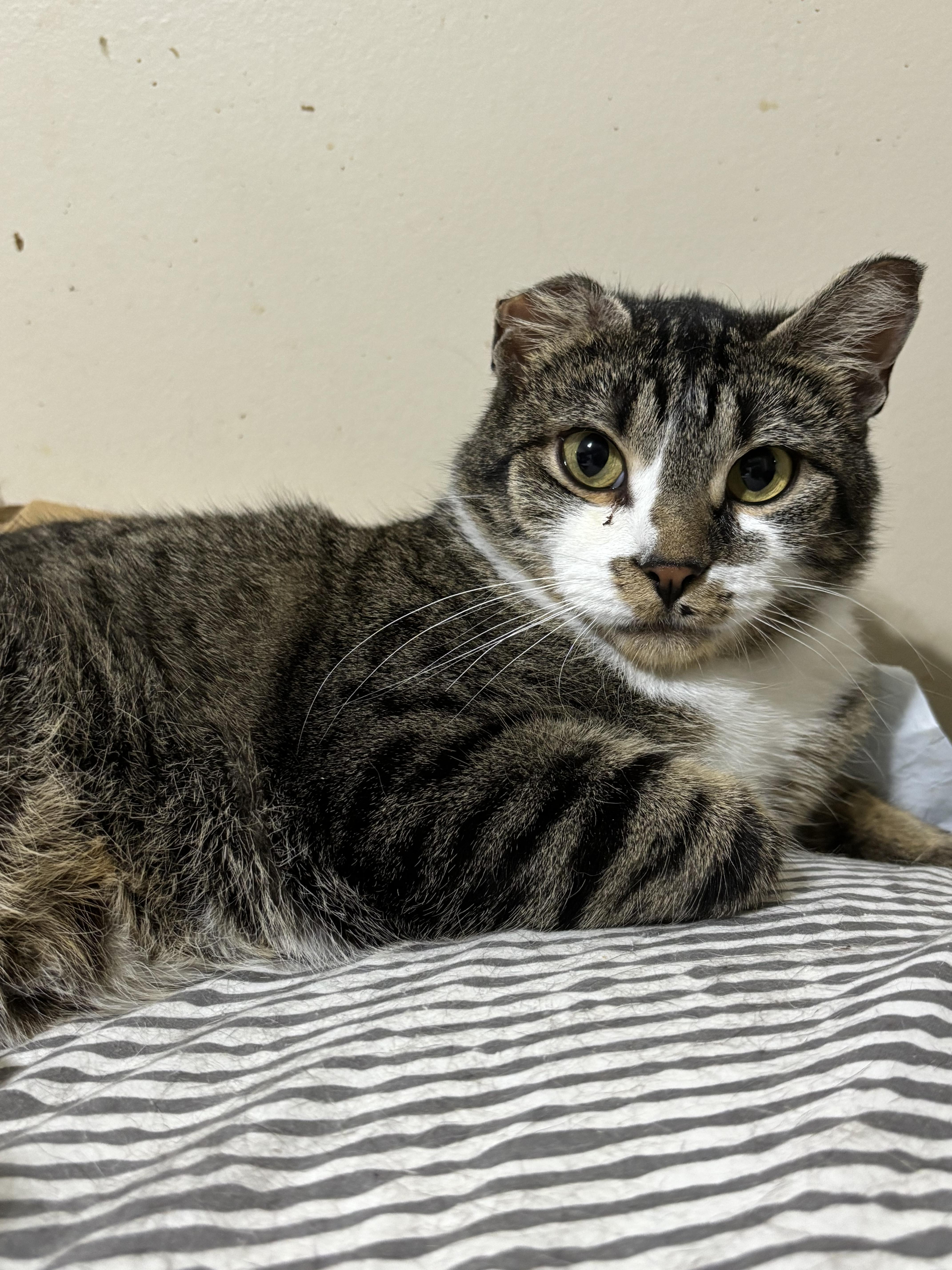 Cassie, Adoptable, Adult Female Domestic Short Hair.