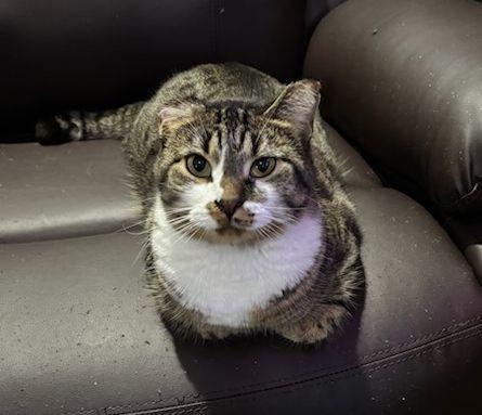 Enlarge Cassie, a Adoptable Domestic Short Hair in Lethbridge, AB image 2/2