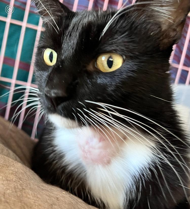 Enlarge Farinosa (ADOPTED!), a Adopted Domestic Short Hair in Monrovia, CA image 2/2