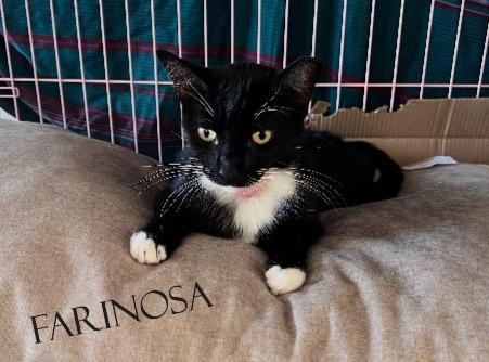 Farinosa (ADOPTED!), Adopted, Adult Male Domestic Short Hair.
