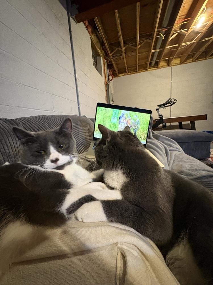 Luna (bonded with Stormie), Adoptable, Young Female Domestic Short Hair.