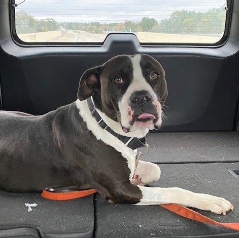 Fozzie, Adult Male American Staffordshire Terrier