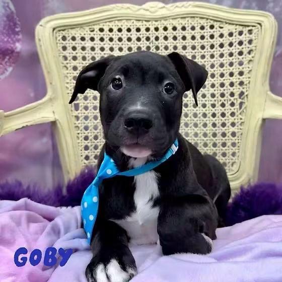 Enlarge Goby, a Adoptable mixed breed in Washington , PA image 1/1