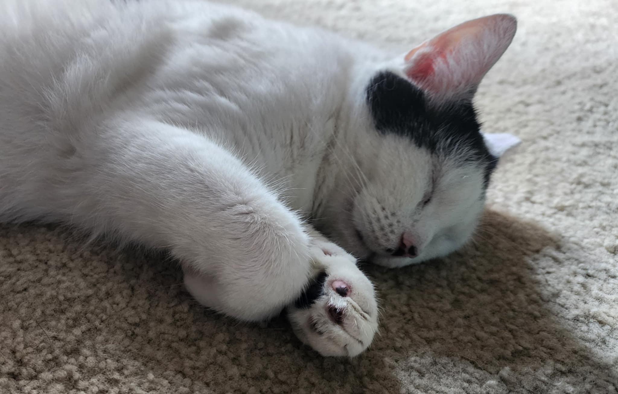 Enlarge Ula, a ADOPTABLE Domestic Short Hair in Mechanicsburg, PA image 2/6