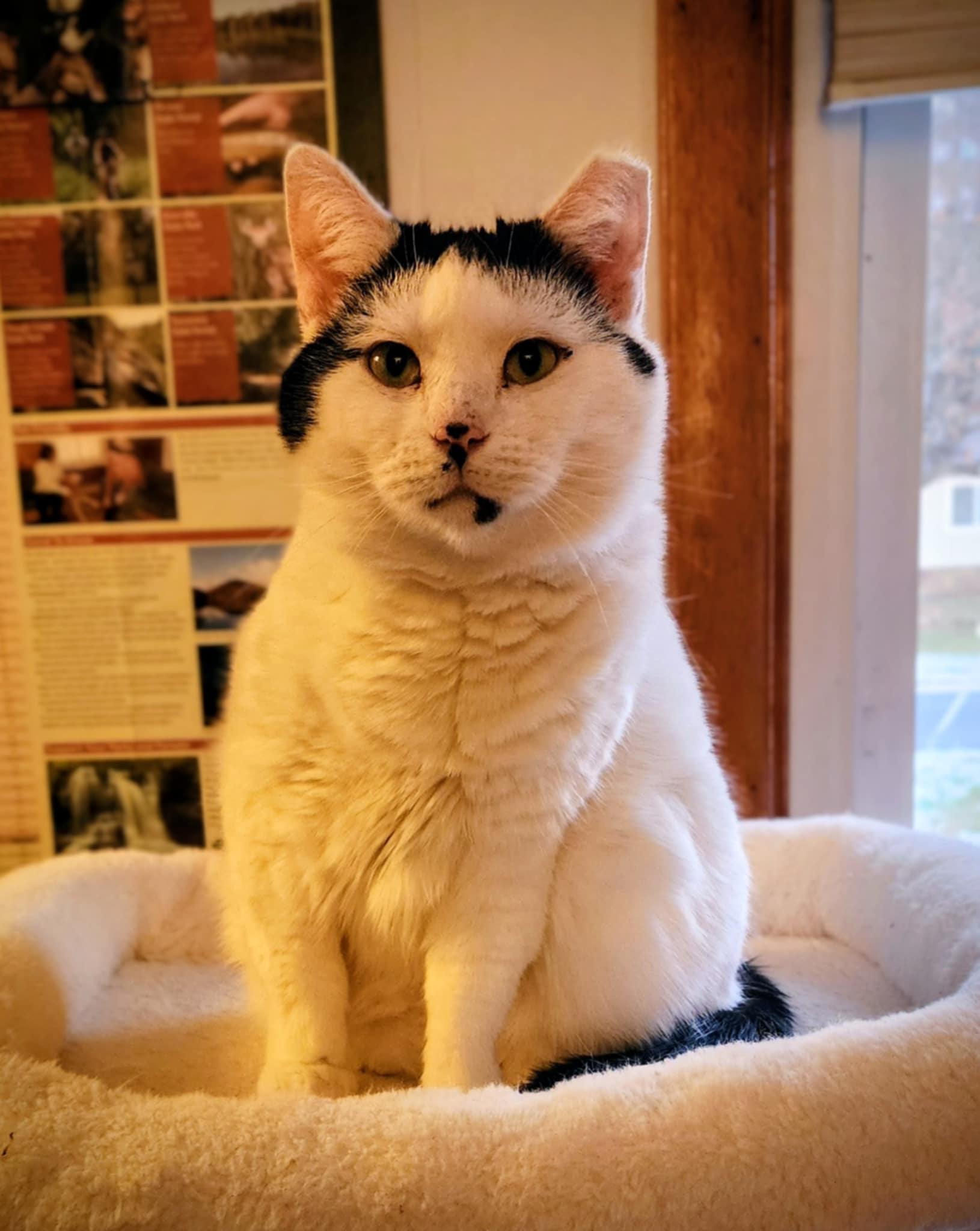 Enlarge Ula, a ADOPTABLE Domestic Short Hair in Mechanicsburg, PA image 3/6