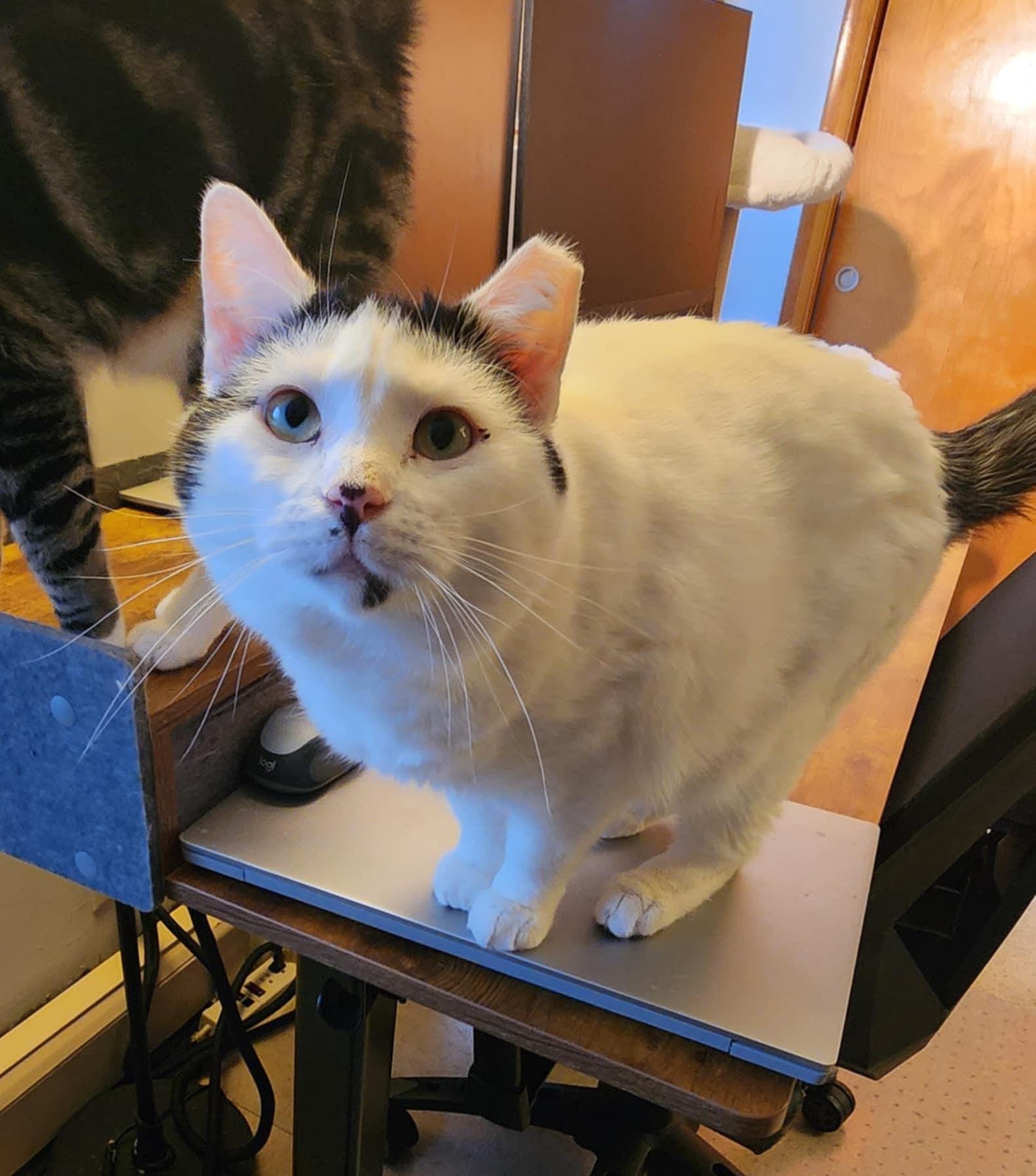 Enlarge Ula, a ADOPTABLE Domestic Short Hair in Mechanicsburg, PA image 4/6