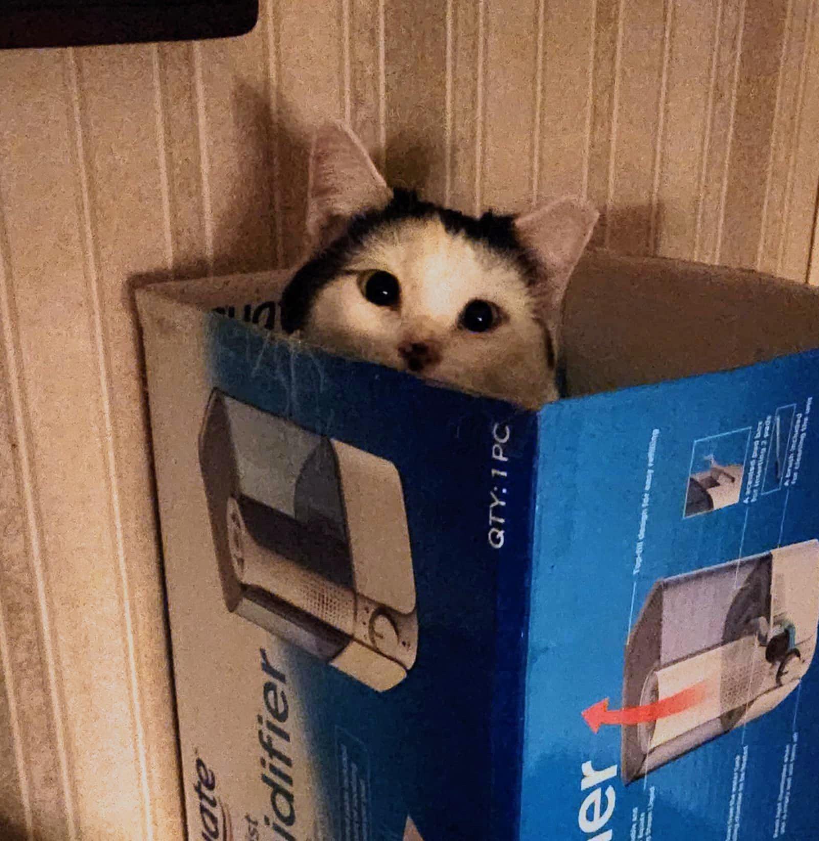 Enlarge Ula, a ADOPTABLE Domestic Short Hair in Mechanicsburg, PA image 5/6