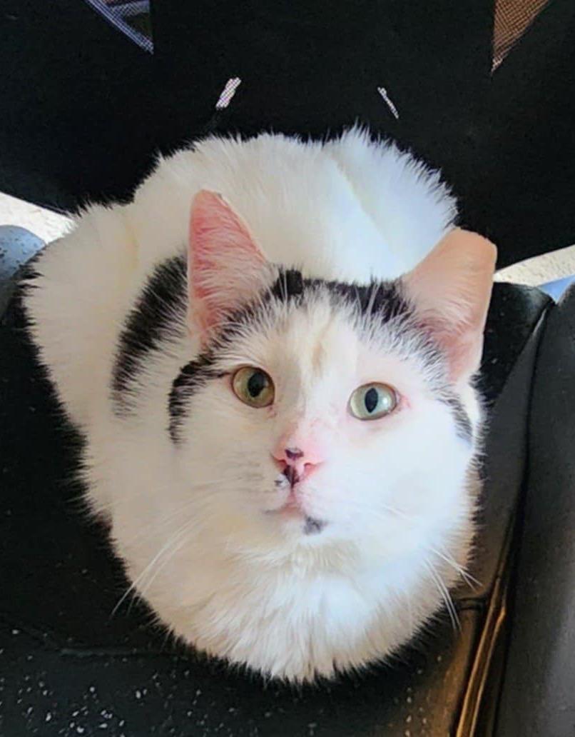 Enlarge Ula, a ADOPTABLE Domestic Short Hair in Mechanicsburg, PA image 1/6