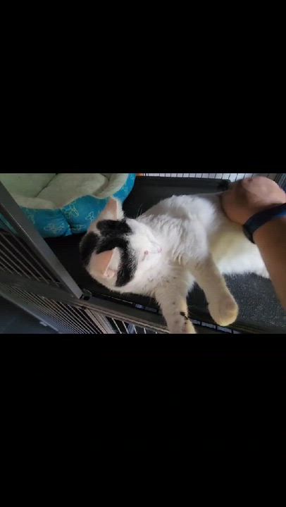 Enlarge Ula, a ADOPTABLE Domestic Short Hair in Mechanicsburg, PA video 6/6