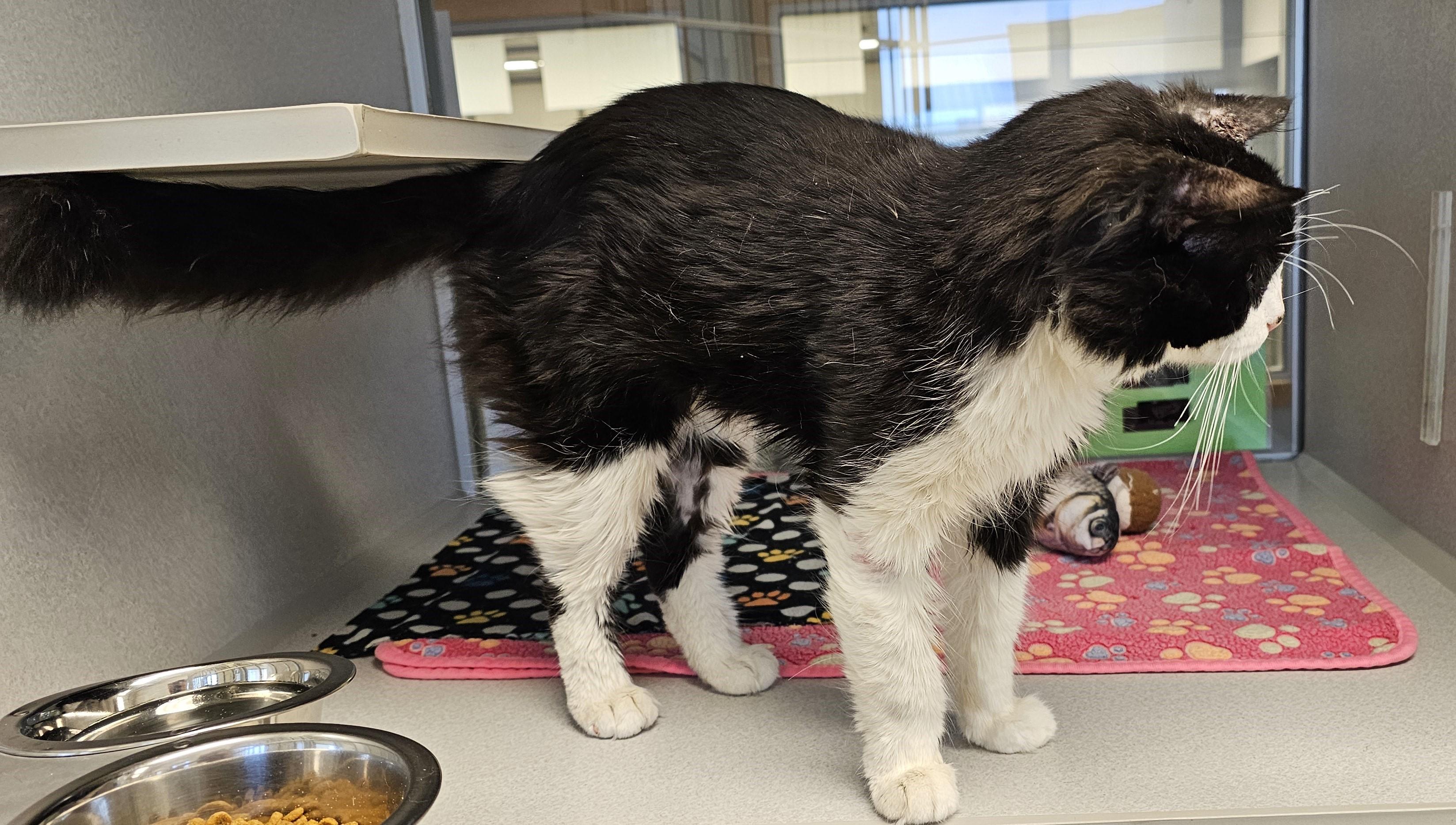 Enlarge Lona, a ADOPTABLE Domestic Medium Hair in Cedar Rapids, IA image 5/5