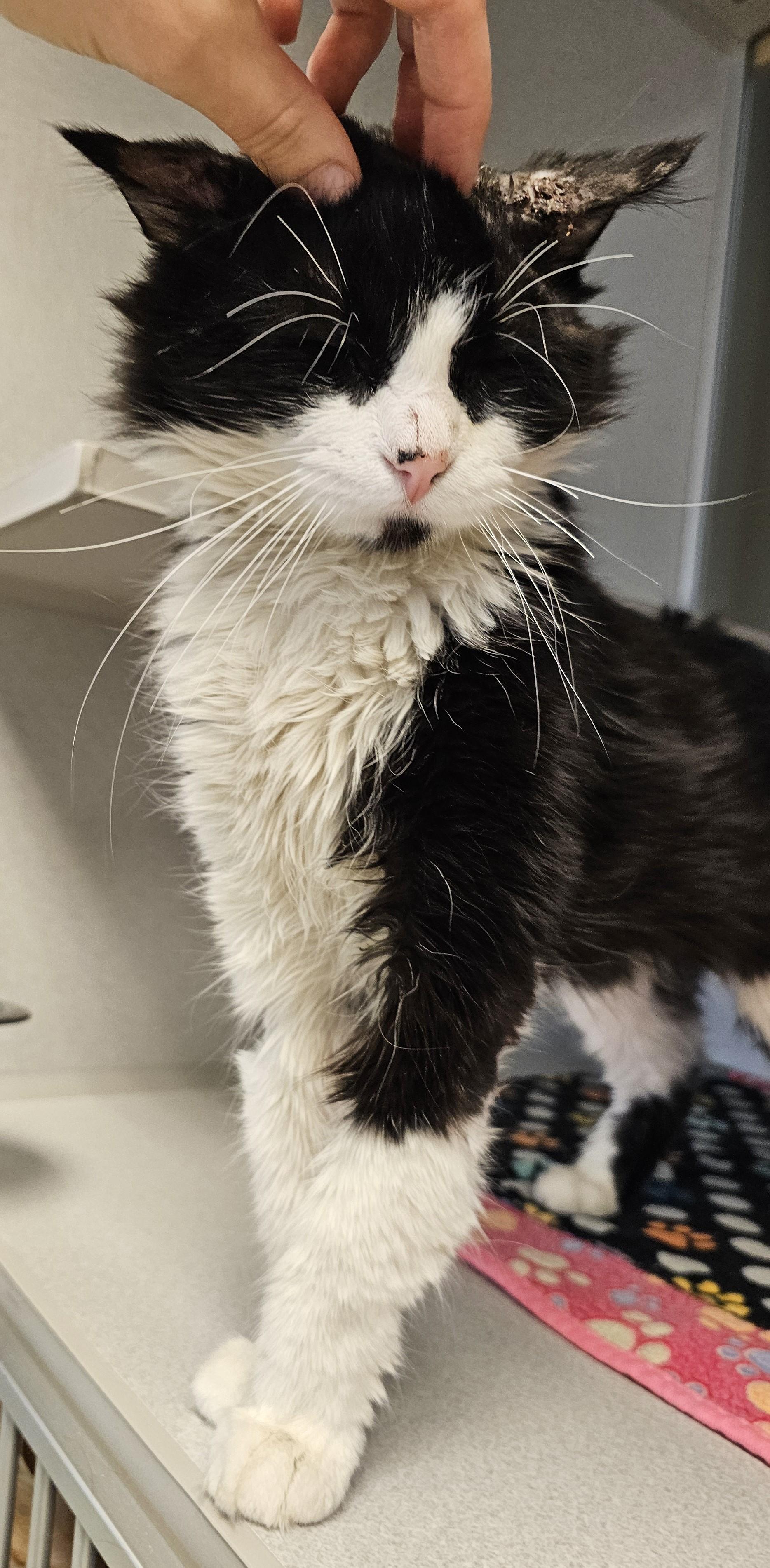 Enlarge Lona, a ADOPTABLE Domestic Medium Hair in Cedar Rapids, IA image 3/5