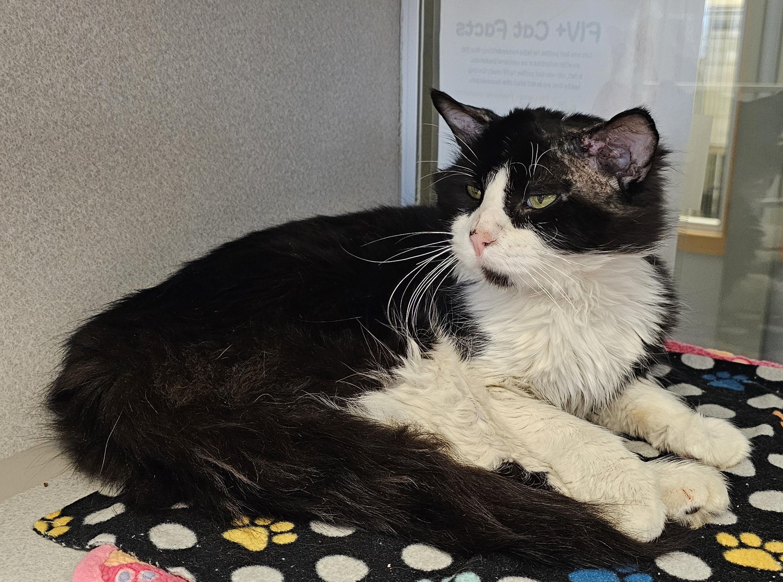 Enlarge Lona, a ADOPTABLE Domestic Medium Hair in Cedar Rapids, IA image 2/5