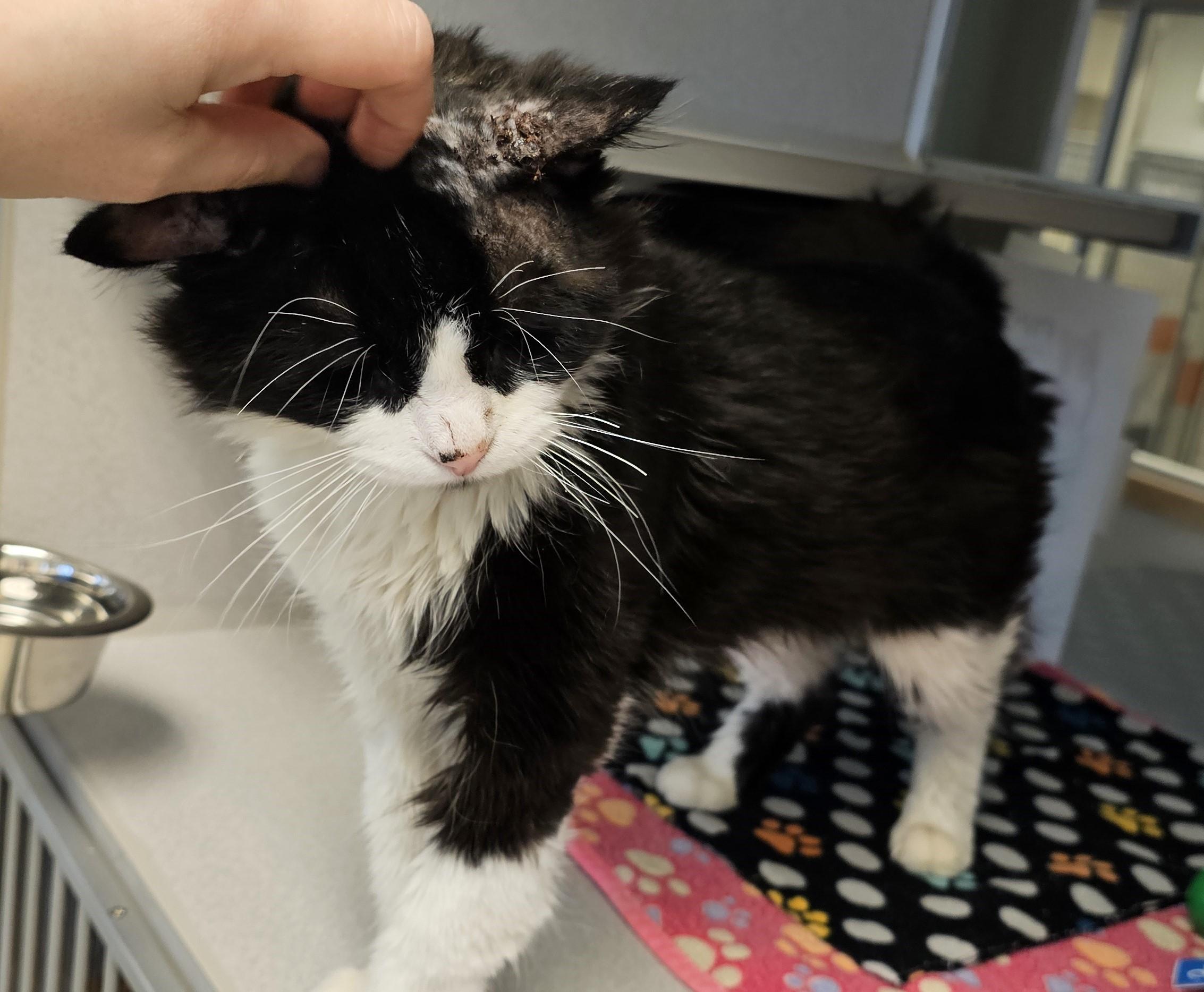 Enlarge Lona, a ADOPTABLE Domestic Medium Hair in Cedar Rapids, IA image 4/5