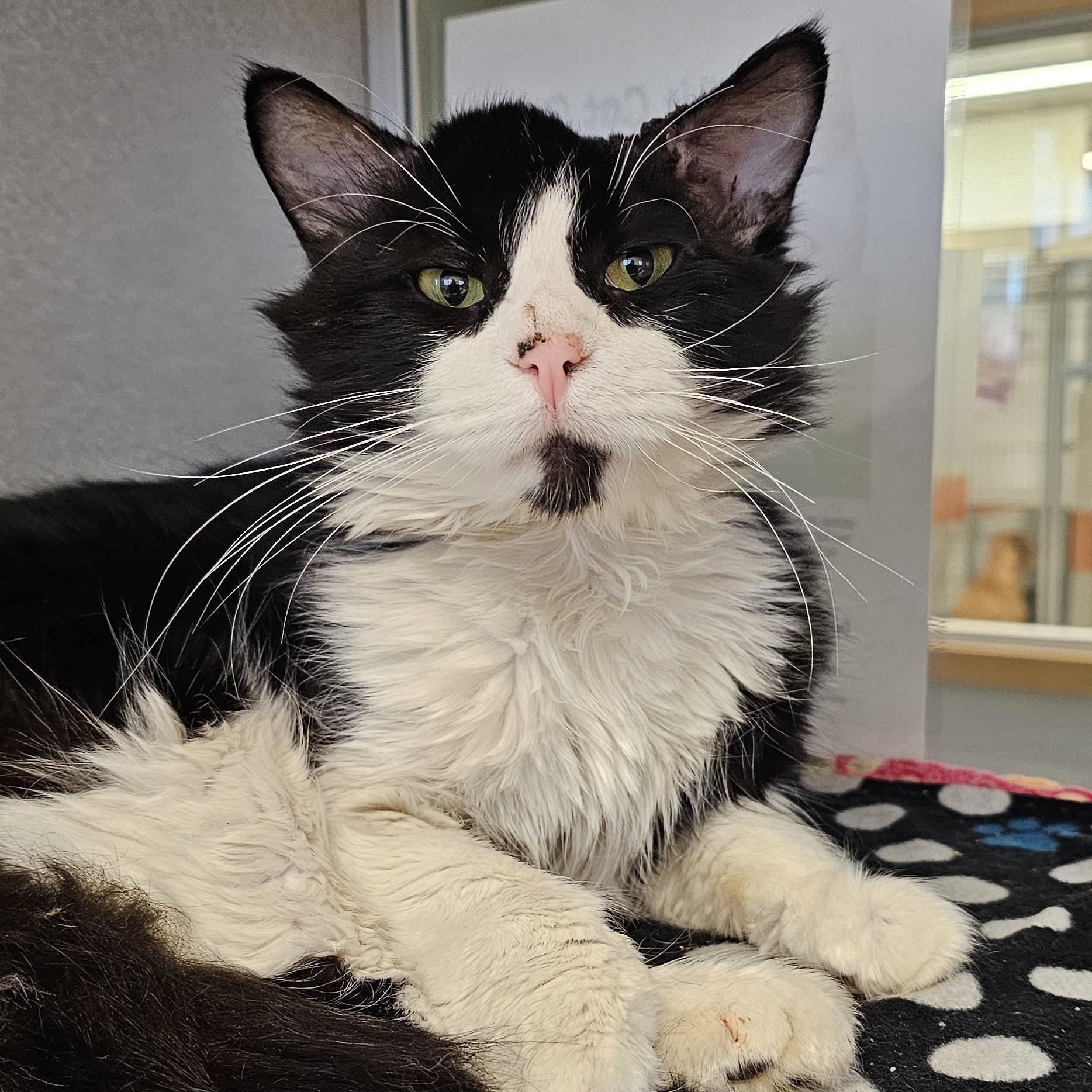 Lona, ADOPTABLE, Adult Male Domestic Medium Hair.
