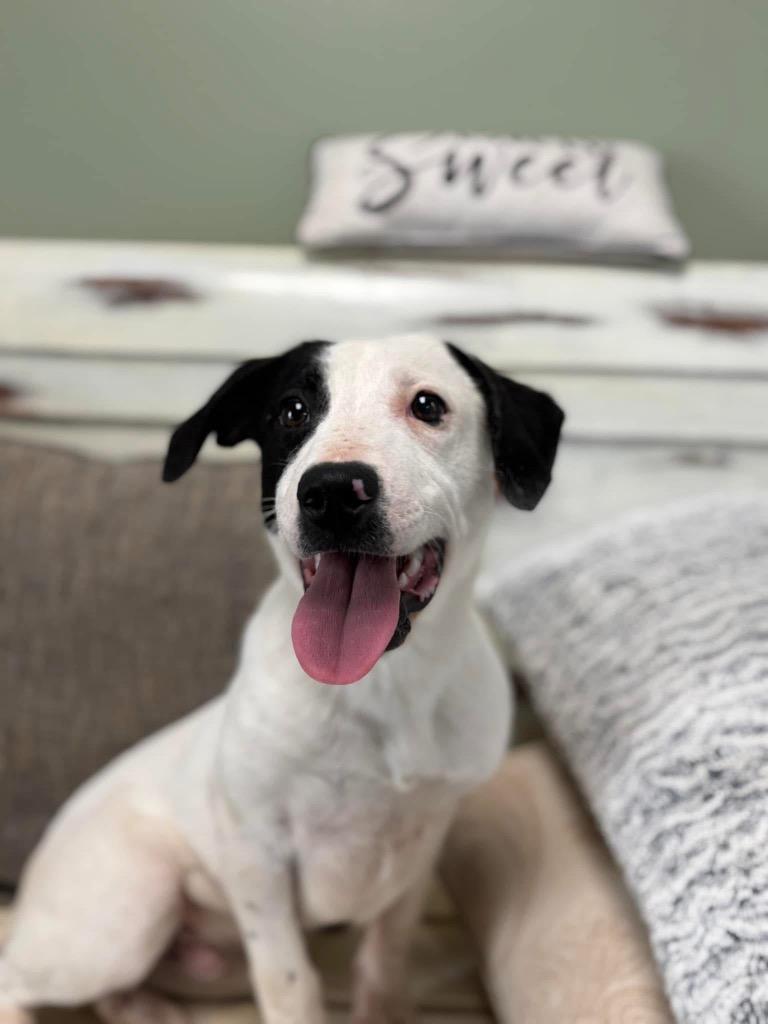 Enlarge Donnie, a Adoptable mixed breed in Carthage, MO image 1/2