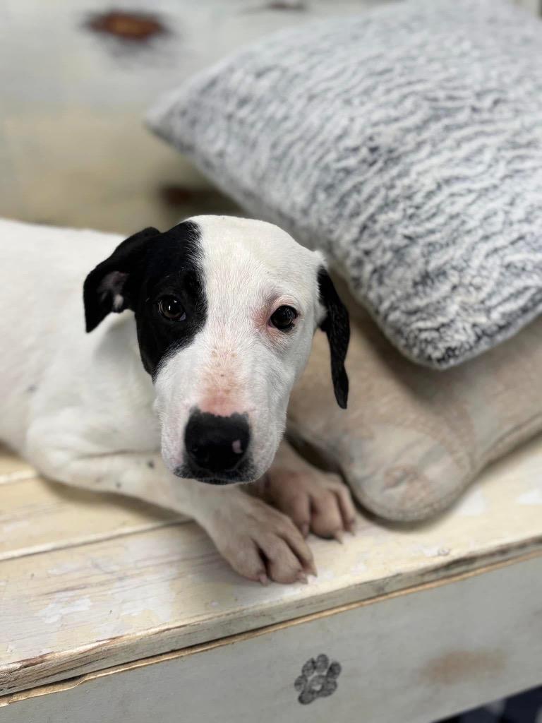 Enlarge Donnie, a Adoptable mixed breed in Carthage, MO image 2/2