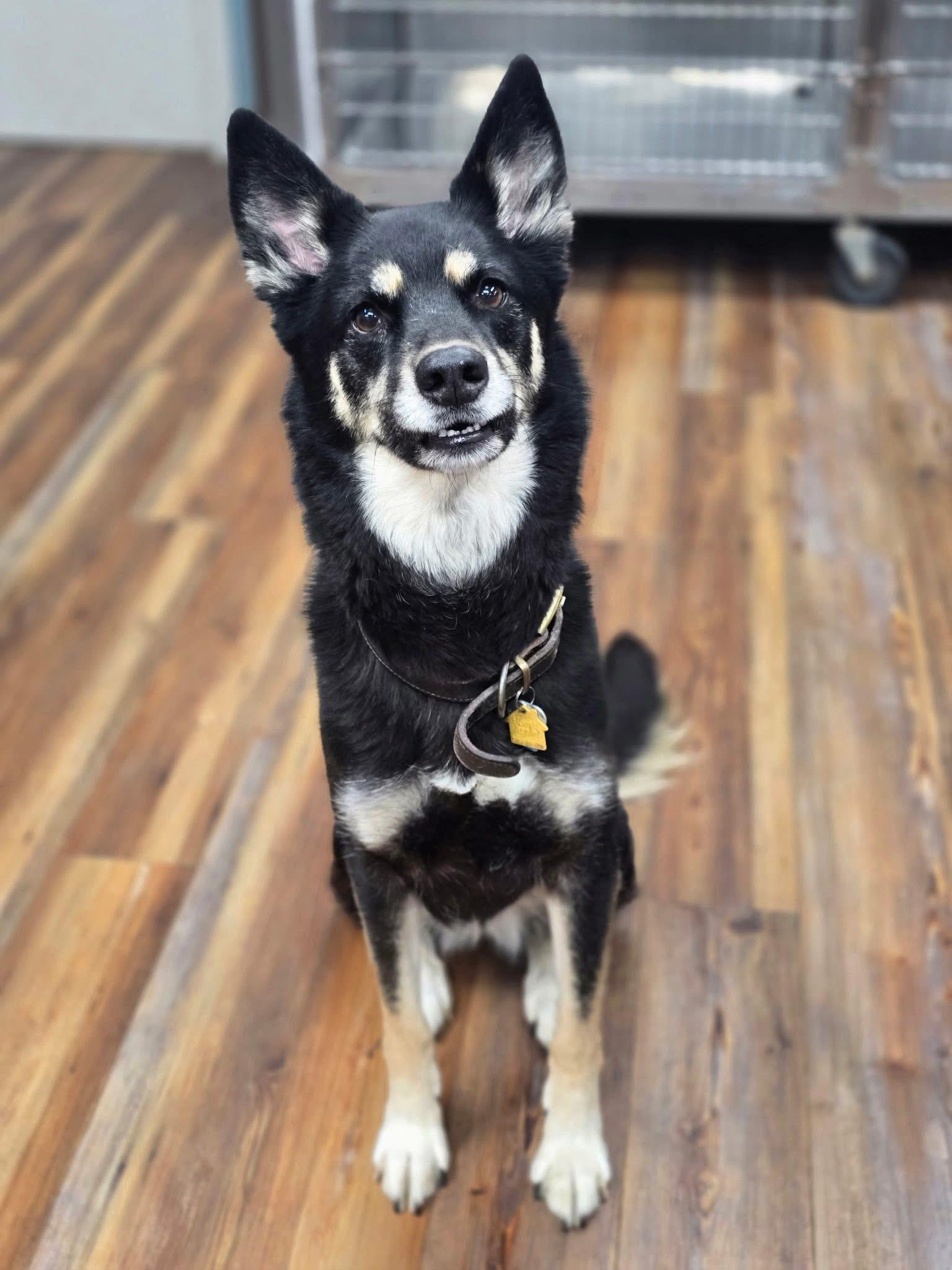 Coco, a ADOPTABLE mixed breed in Hockessin, DE image 4/4