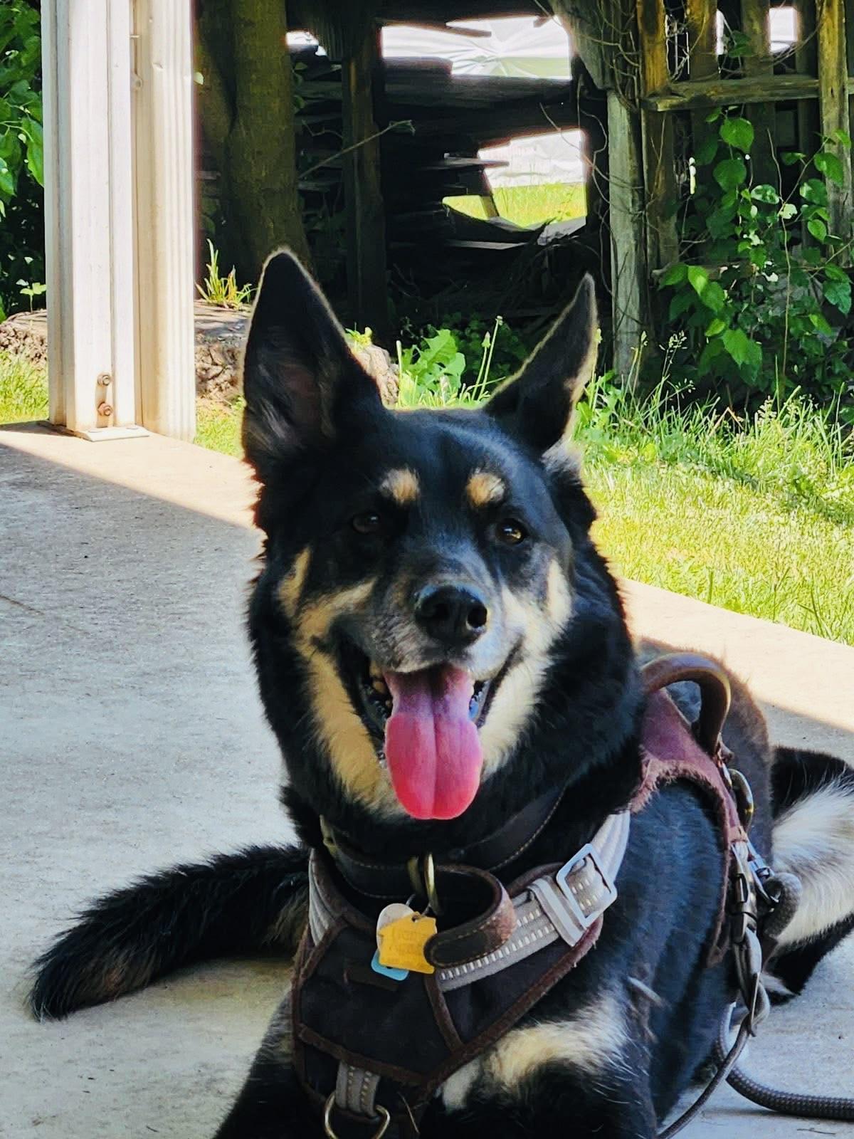 Coco, ADOPTABLE, Adult Female German Shepherd Dog.