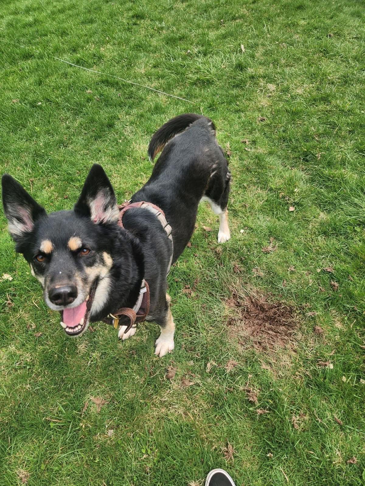 Enlarge Coco, a ADOPTABLE mixed breed in Hockessin, DE image 2/2