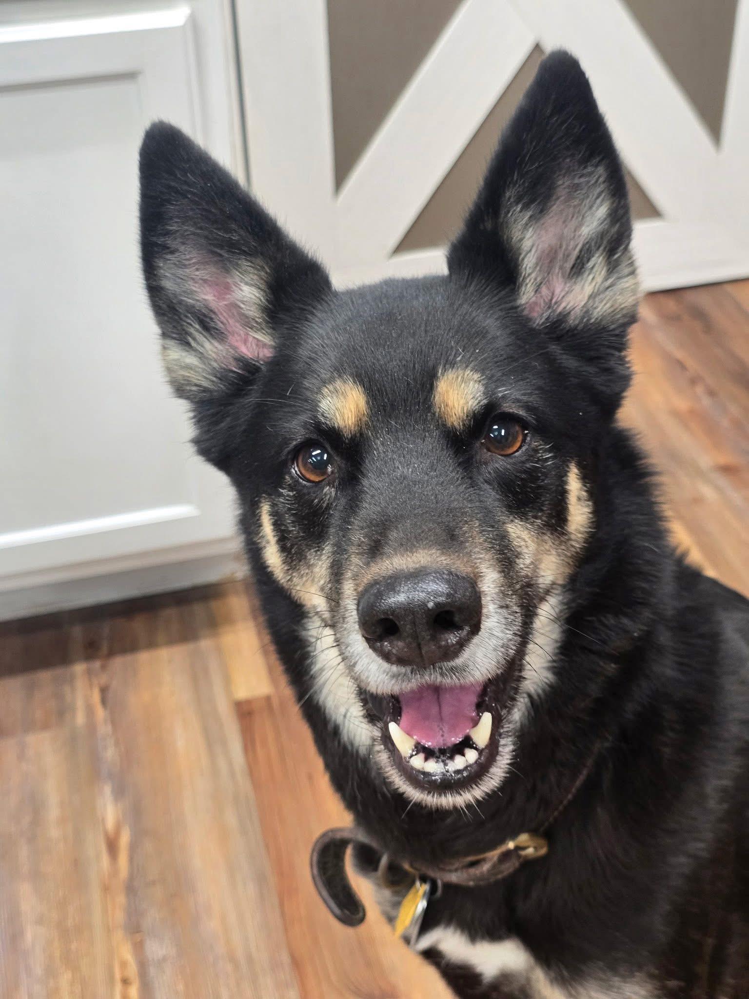 Coco, ADOPTABLE, Adult Female German Shepherd Dog.