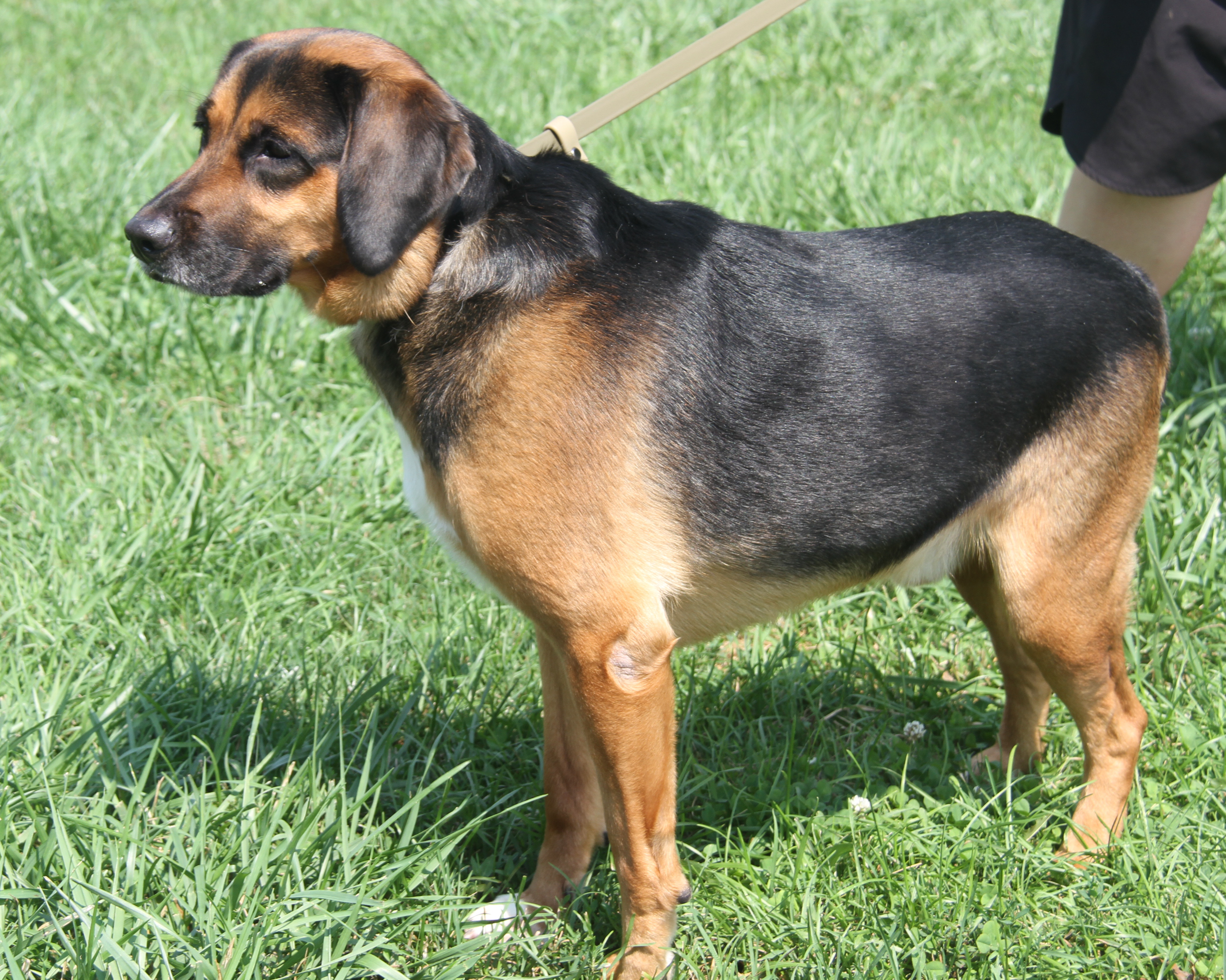 Enlarge Buster (Neutered), a Adoptable Shepherd in Marietta, OH image 3/6