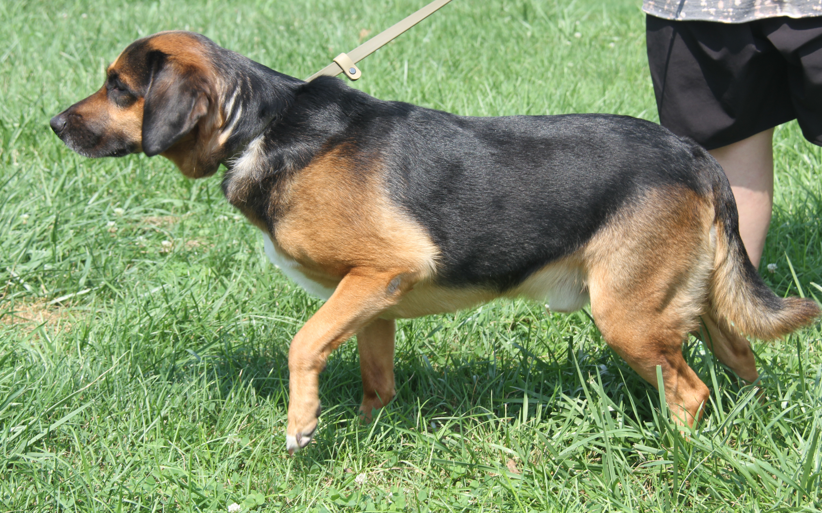 Enlarge Buster (Neutered), a Adoptable Shepherd in Marietta, OH image 6/6