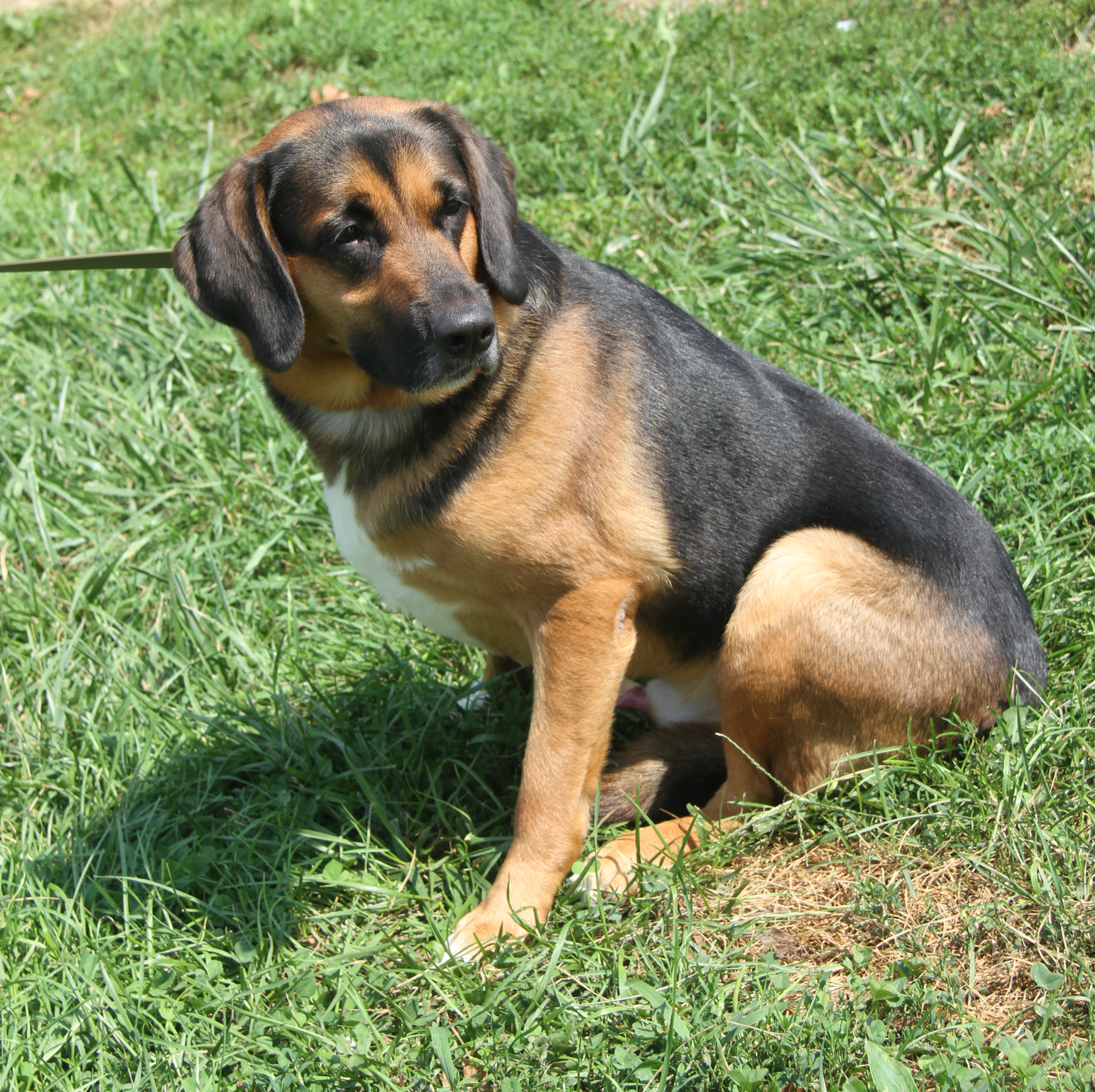 Enlarge Buster (Neutered), a Adoptable Shepherd in Marietta, OH image 5/6