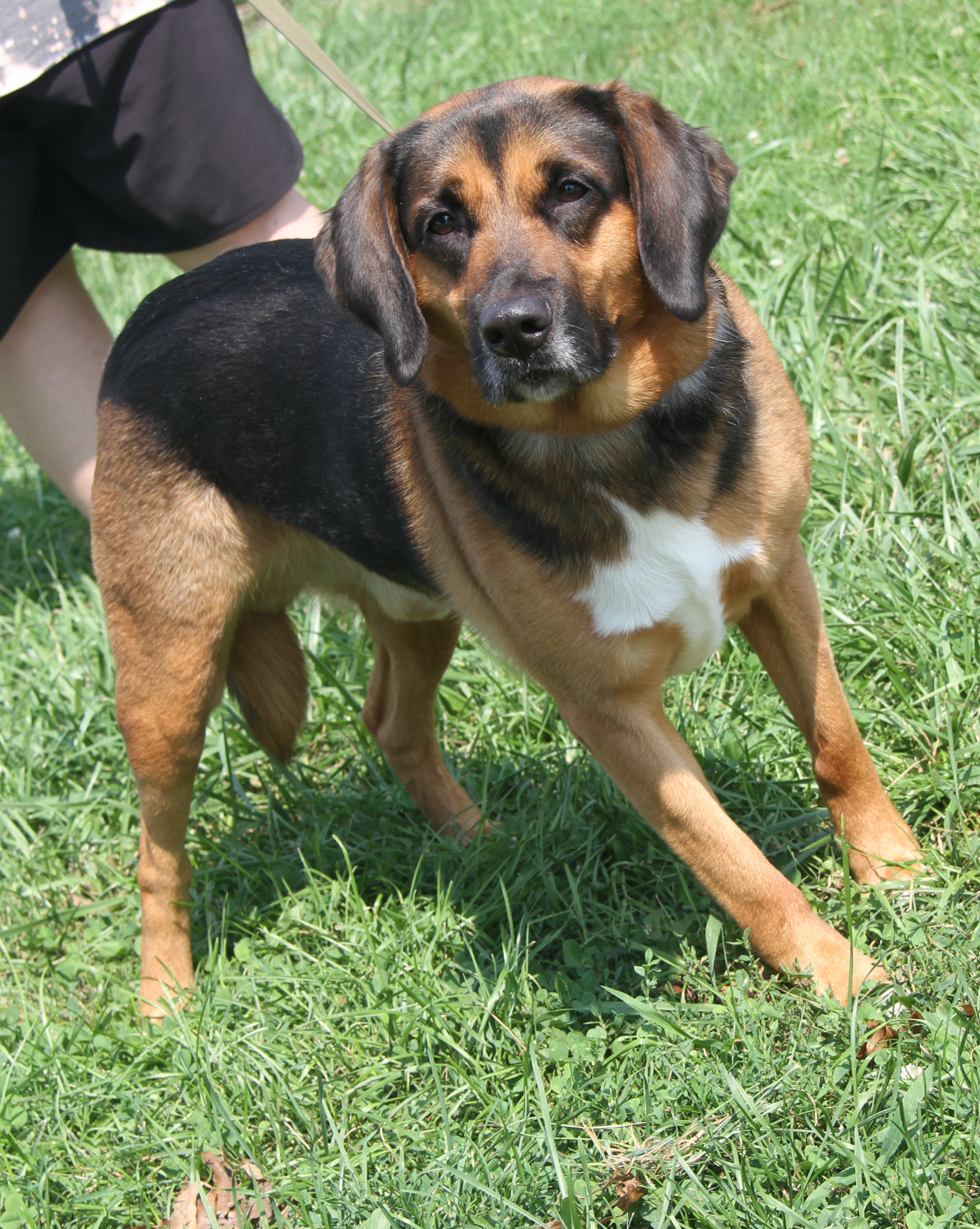 Buster (Neutered), Adoptable, Adult Male Shepherd.