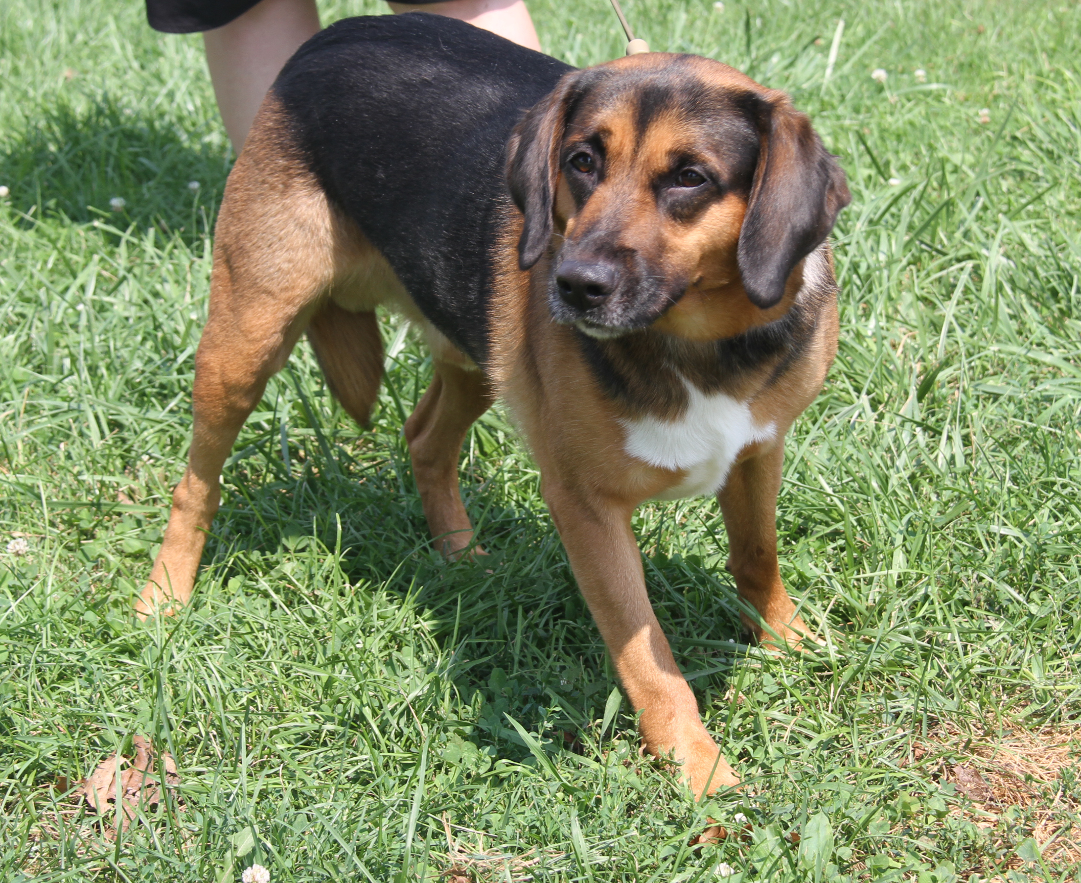 Enlarge Buster (Neutered), a Adoptable Shepherd in Marietta, OH image 4/6