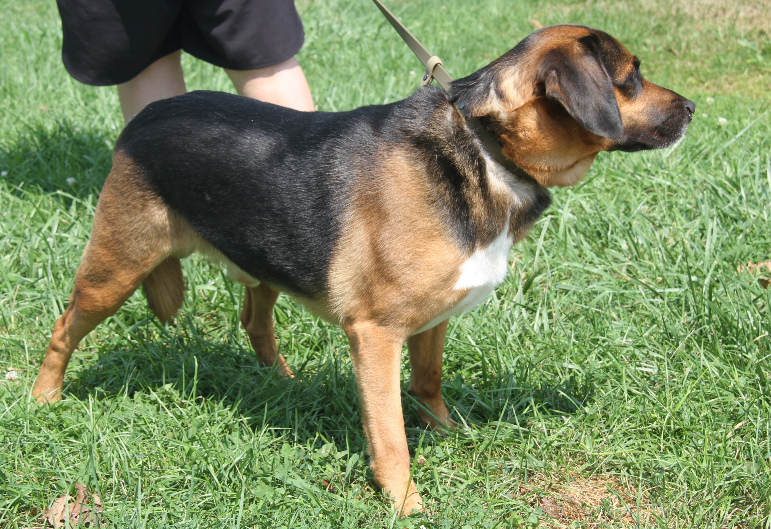 Enlarge Buster (Neutered), a Adoptable Shepherd in Marietta, OH image 2/6