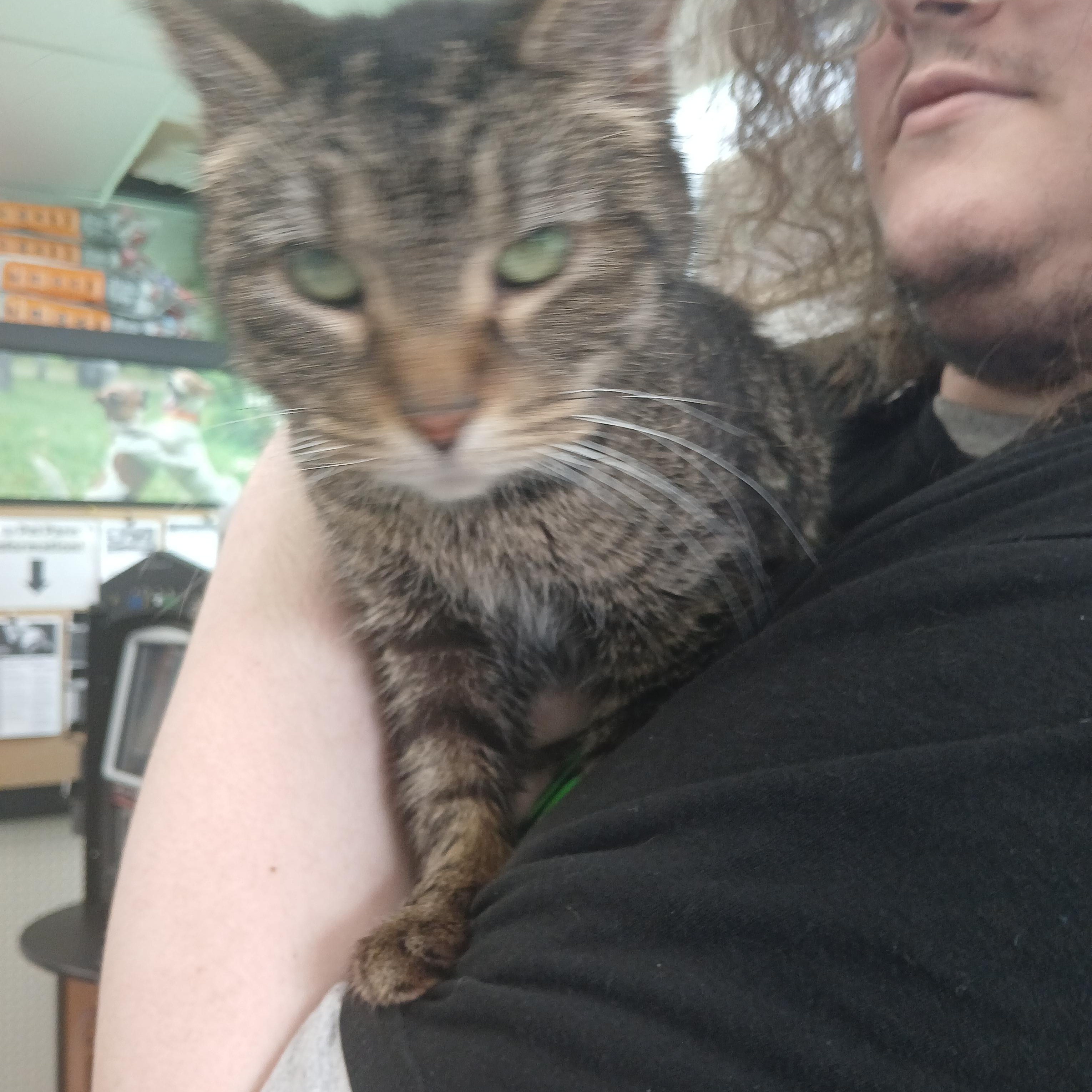 Enlarge Ametrine, an adoptable Domestic Short Hair in Eaton Rapids, MI image 2/5