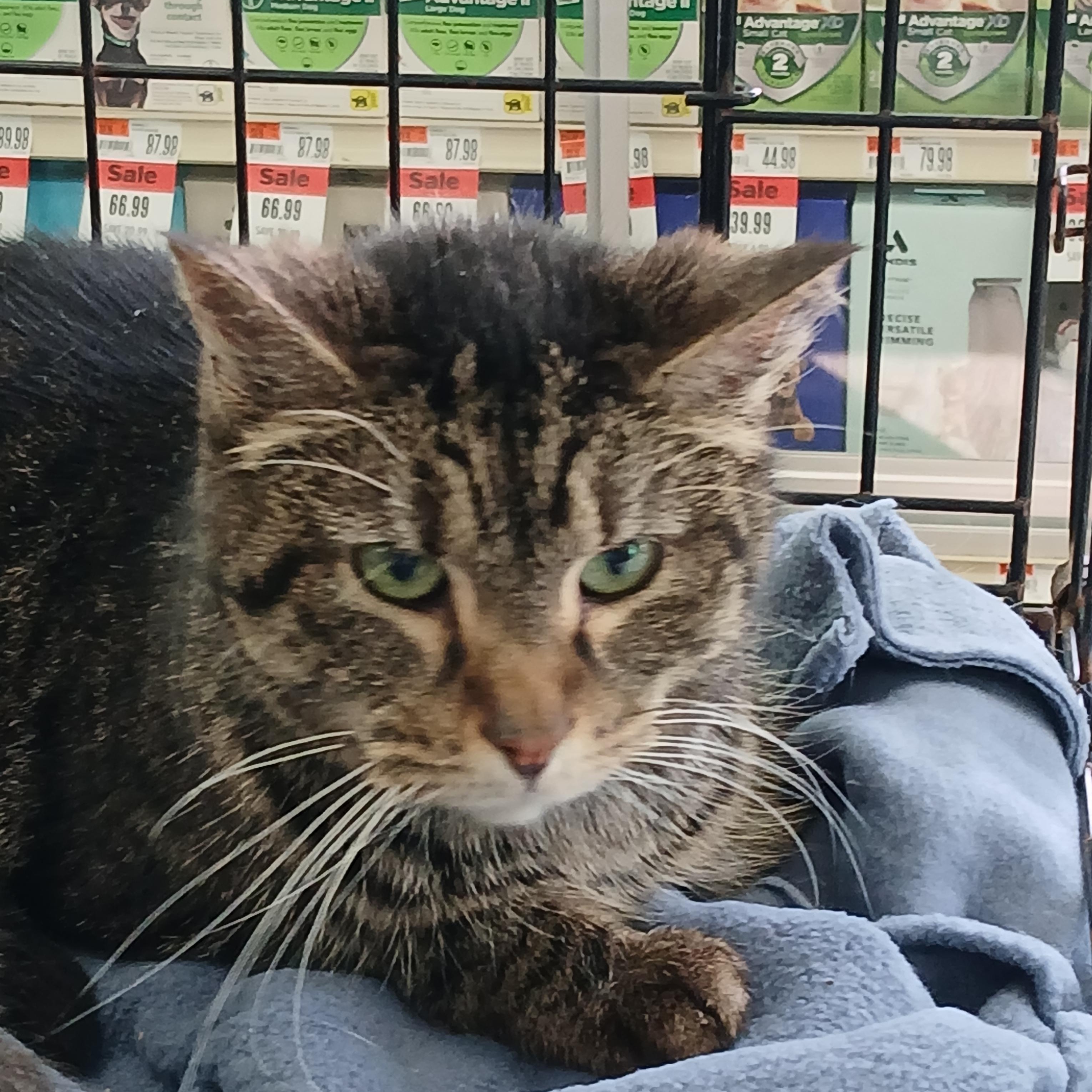 Ametrine, adoptable, Adult Female Domestic Short Hair.