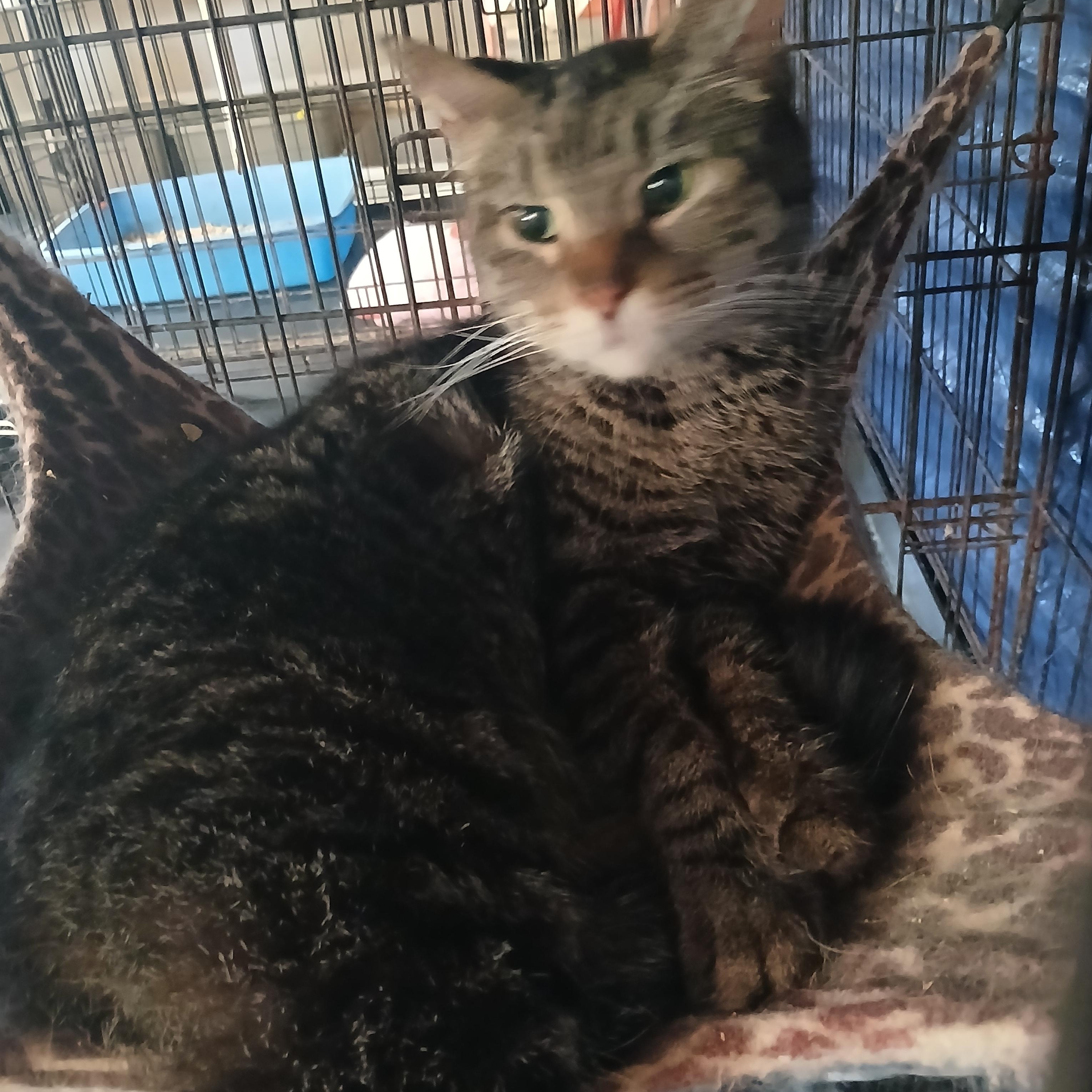 Ametrine, an adoptable Domestic Short Hair in Eaton Rapids, MI image 3/6