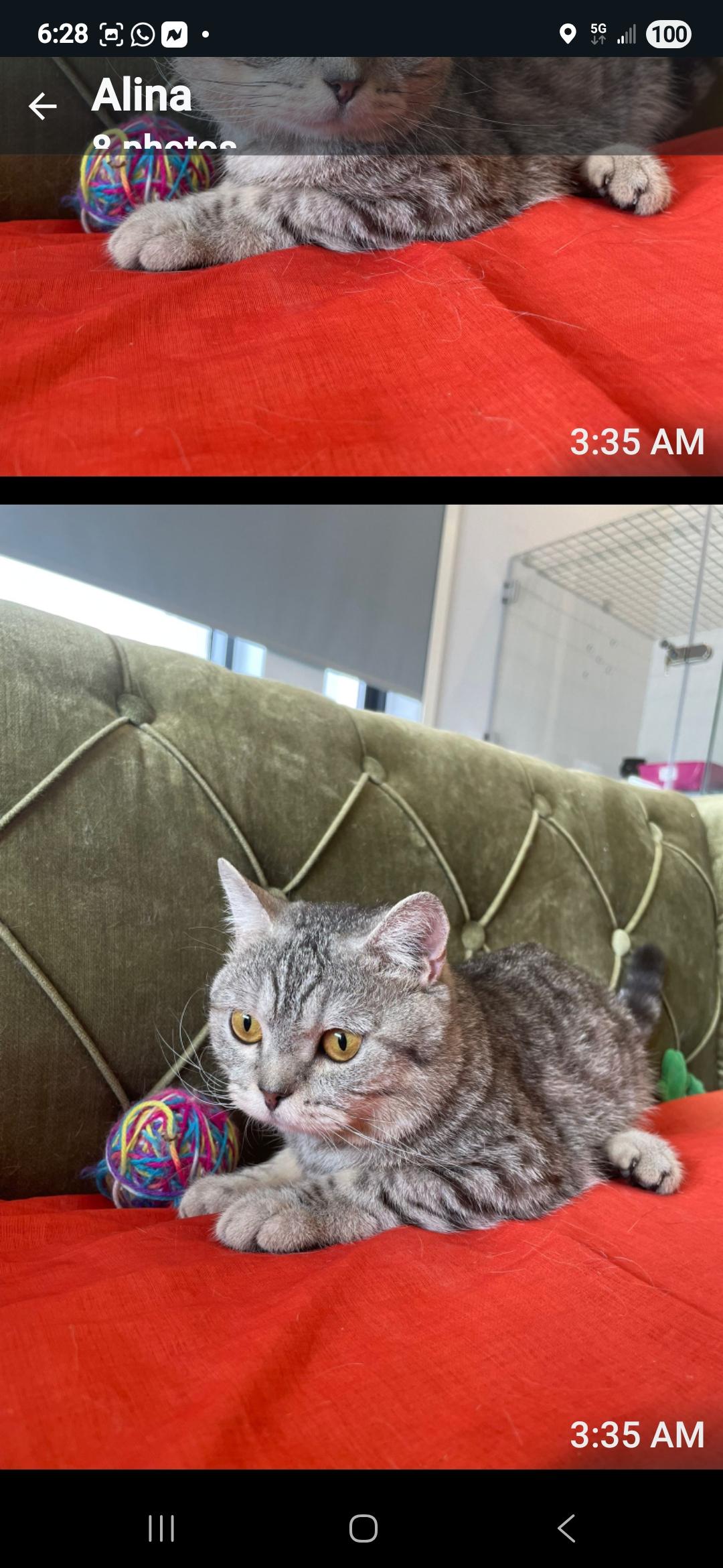 Enlarge Argi, a Adoptable British Shorthair in Snow Hill, MD image 3/3