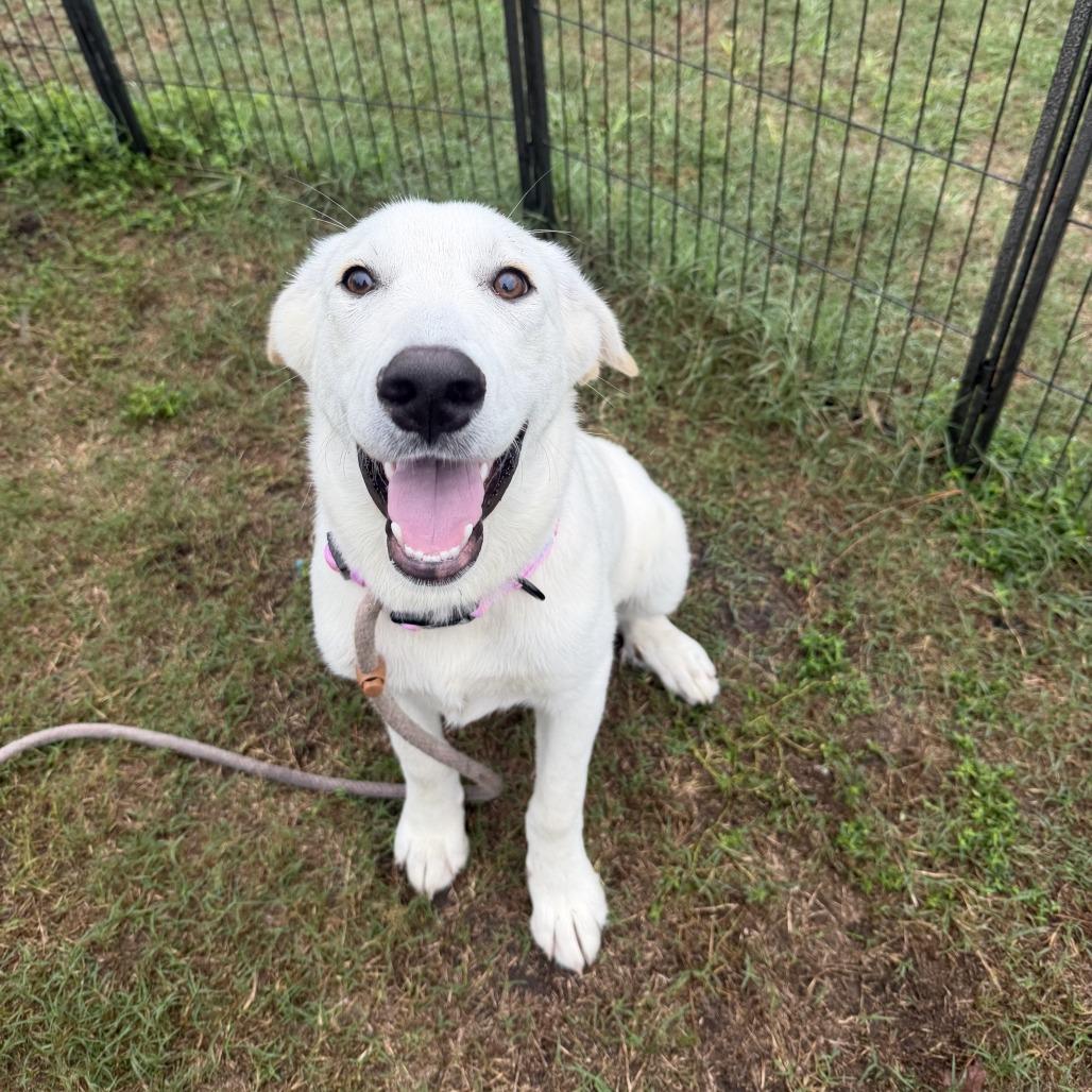 Enlarge Lisa, a Adoptable mixed breed in Newport, NC image 1/4