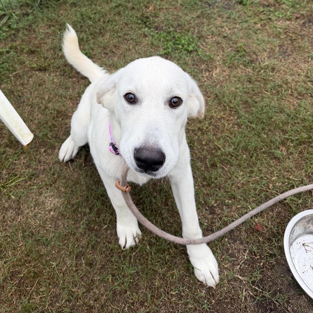 Enlarge Lisa, a Adoptable mixed breed in Newport, NC image 2/4