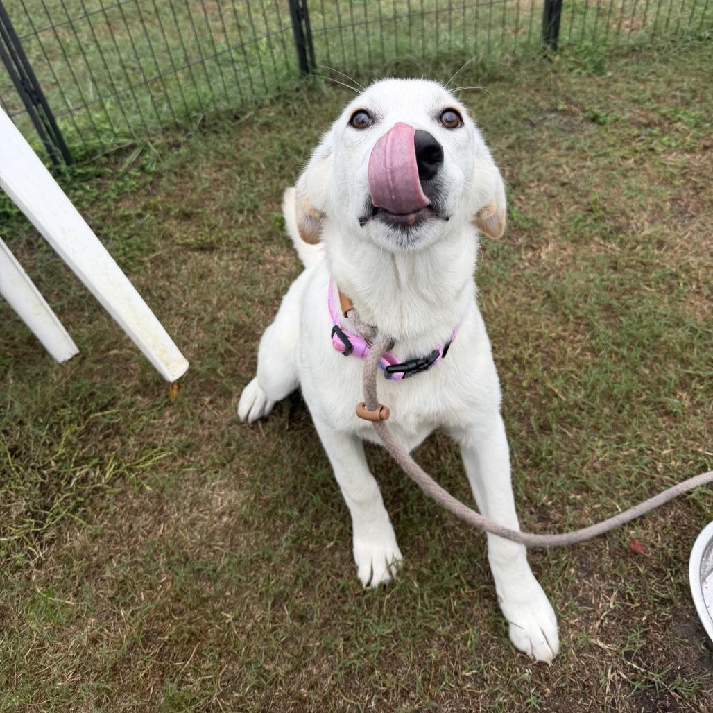 Enlarge Lisa, a Adoptable mixed breed in Newport, NC image 3/4