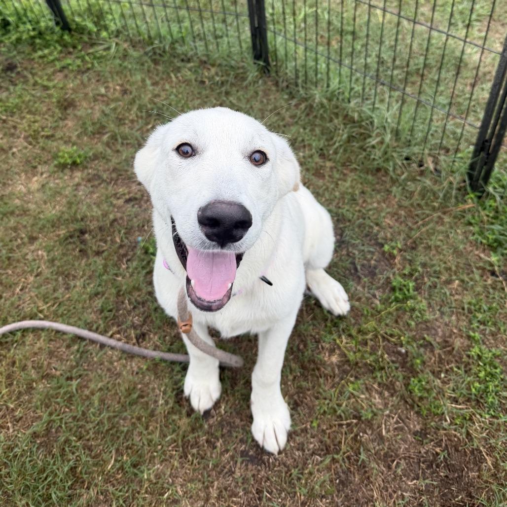Enlarge Lisa, a Adoptable mixed breed in Newport, NC image 4/4