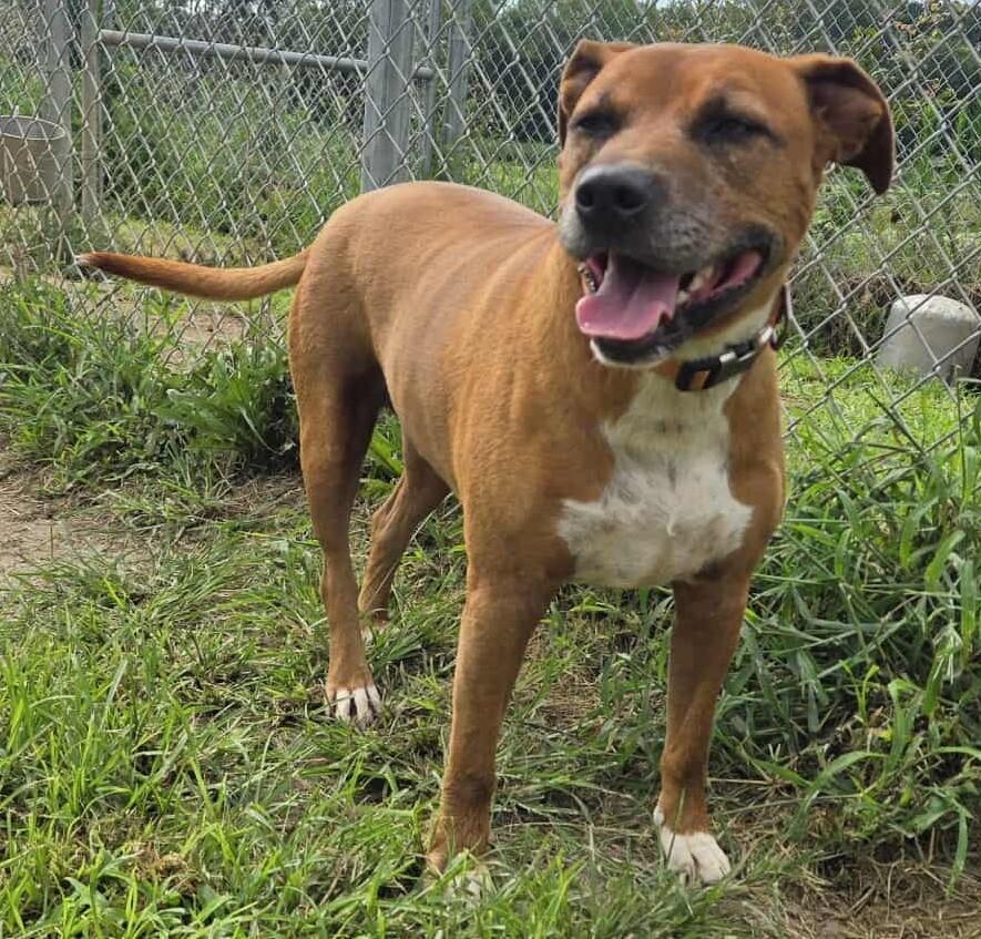 Enlarge Sam, a Adopted mixed breed in Windsor, MO image 2/4