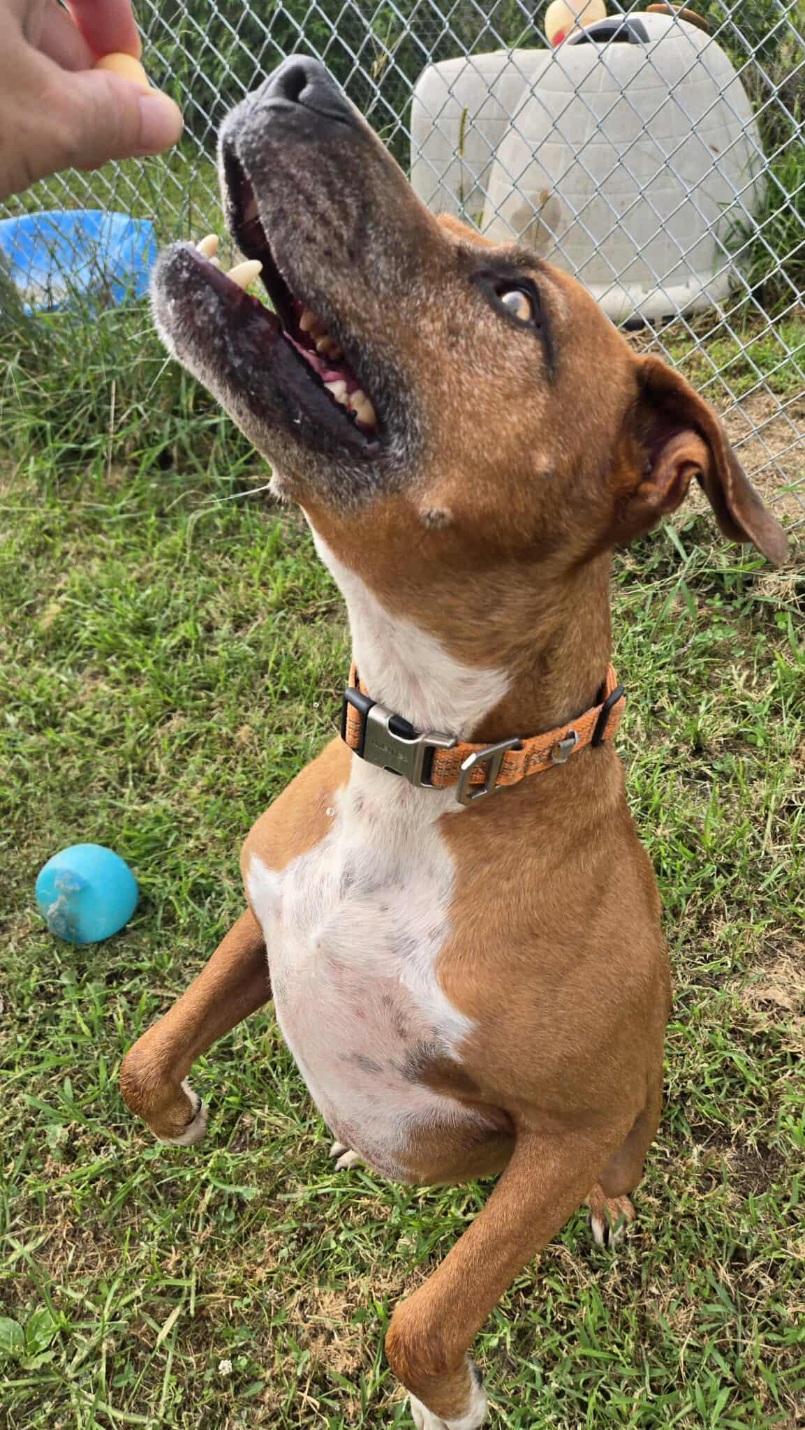 Enlarge Sam, a Adopted mixed breed in Windsor, MO image 3/4