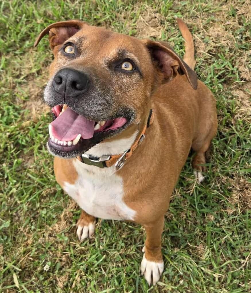 Sam, Adopted, Adult Male Mixed Breed.