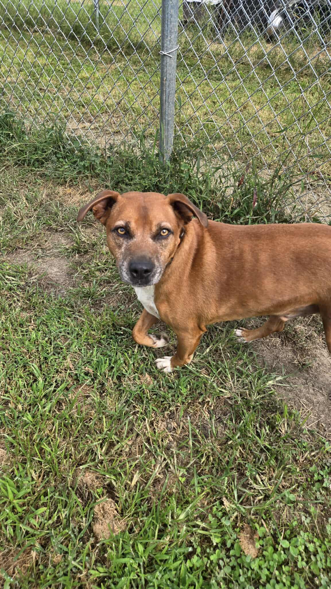 Enlarge Sam, a Adopted mixed breed in Windsor, MO image 4/4